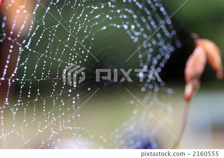 用晨露弄濕 2160555