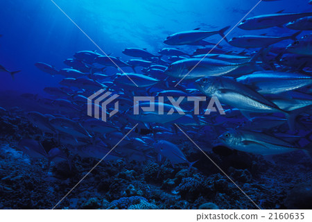 銀杏葉組 2160635