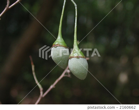 Styrax japonicum Styrax japonicum 2160662