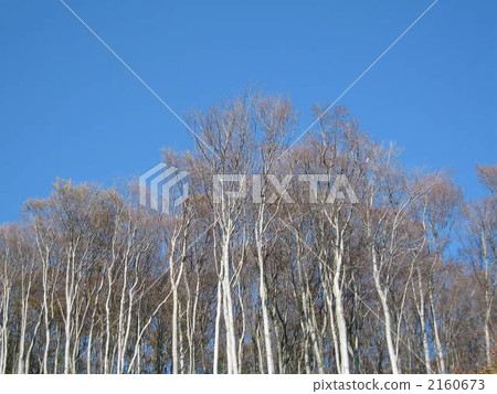 Beech winter grove 2160673