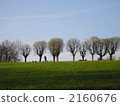 Four seasonal trees in the trees early spring 2160676