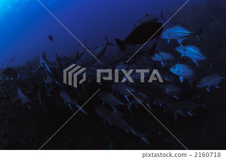 Ginkgo biloba group Ginkgo biloba group 2160718