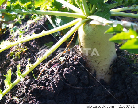 Japanese radish, radish, white radish 2160751