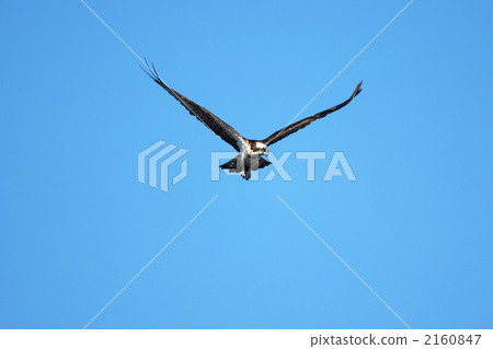 Osprey 2160847