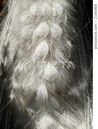 白孔雀 孔雀 羽毛 2160966