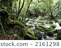 yakushima, moss, clear stream 2161298