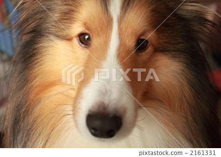 Sheltie 2161331