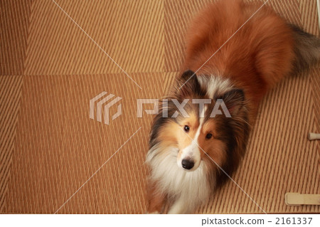 Sheltie 2161337