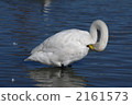 天鵝 2161573