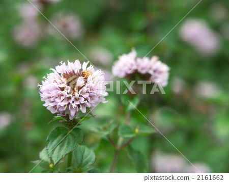 Lavender mint flowers Lavender mint flowers 2161662
