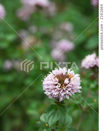 Lavender mint flowers Lavender mint flowers 2161664