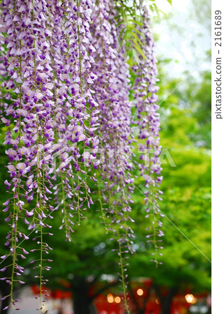 攀援植物 暗丁香 紫藤 2161689