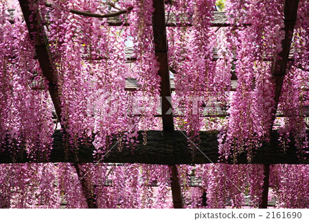 攀援植物 暗丁香 紫藤 2161690