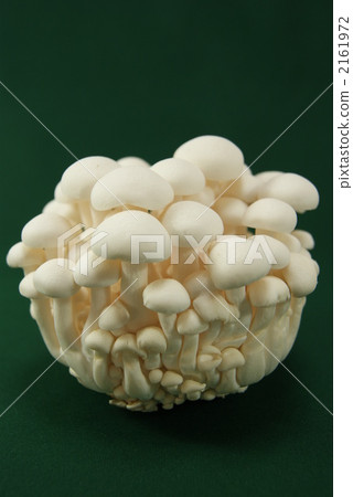shimeji mushroom, brown beech mushroom, beech shimeji 2161972