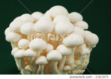 蟹味菇 褐色櫸木香菇 羊肚菌 2161975