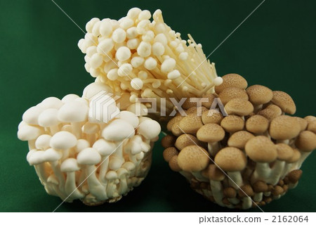 japanese hackberry, hackberry, enoki mushroom 2162064