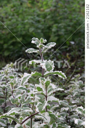 菠蘿薄荷 菠蘿薄荷 2162182