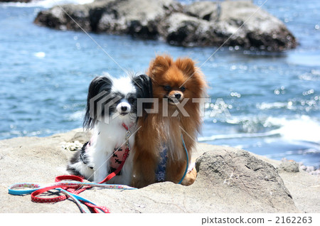 toy dog, small-breed dog, pomeranian 2162263