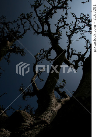 戴戈 刺桐 莖 2163291