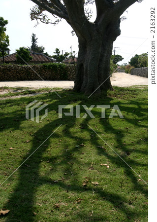 戴戈 刺桐 莖 2163292