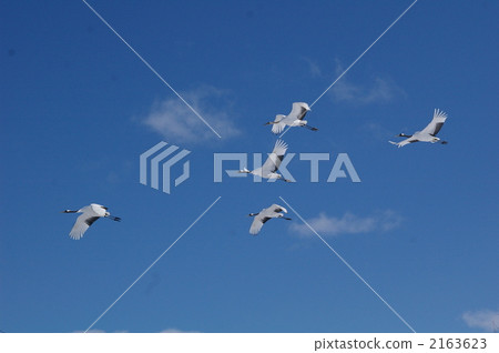 red-crowned crane, crane, cranes 2163623