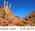 cacti, giant cactus, la paz 2163674