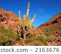 la paz, giant cactus, desert island 2163676