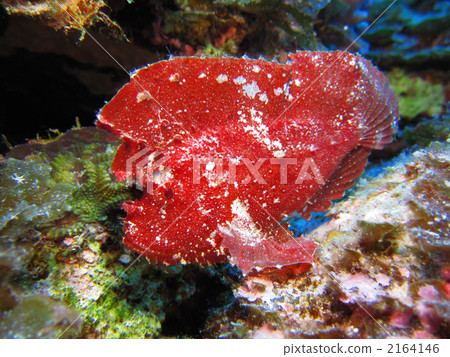 Hadaka Haokoze 2164146