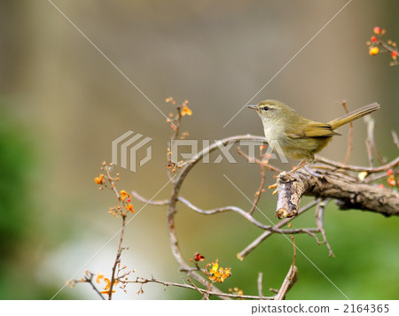 To sleep To sleep 2164365