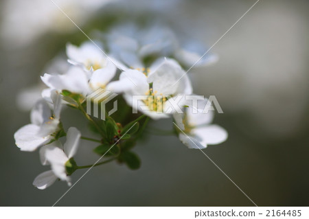 Spring of Mt. 2164485