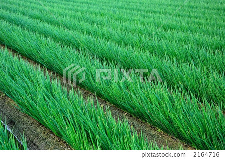 藍色蔥領域 2164716