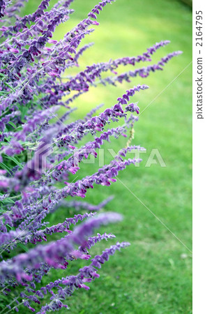 Amethyst sage and lawn Amethyst sage and lawn 2164795