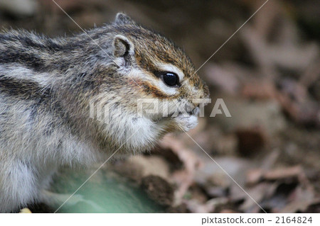Chipmunks eat food Chipmunks eat food 2164824
