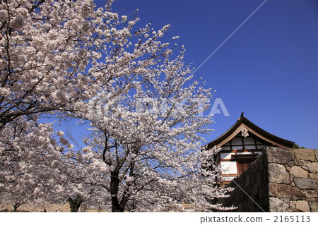 Cherry blossoms at Matsushiro castle Cherry blossoms at Matsushiro castle 2165113