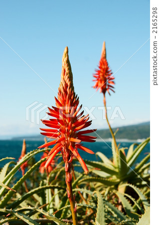 Two aloe flowers 2165298