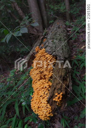 Mushrooms are plump 2165301