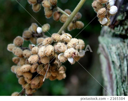 Fruit of Yama Rosi Fruit of Yama Rosi 2165384
