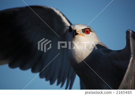 Sharp gaze Sharp gaze 2165485