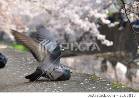 The season of love The season of love 2165813