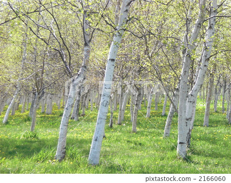 白樺樹 2166060