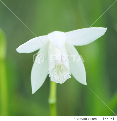 Silobana矽烷 2166061