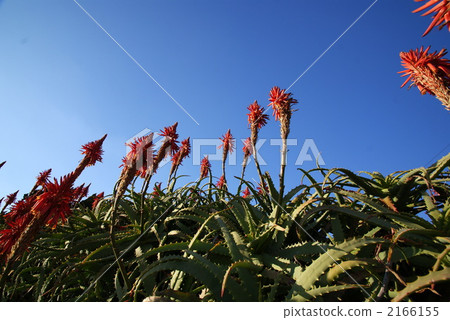 蘆薈 花朵 花 2166155