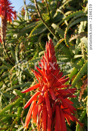 蘆薈 花朵 花 2166159