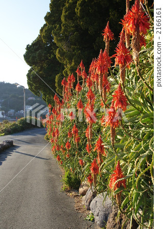 aloe, bloom, blossom 2166161