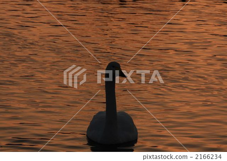 天鵝 水雞 鳥兒 2166234