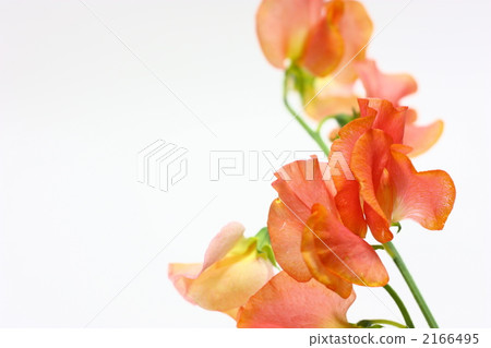 Sweetie Sweetie 2166495