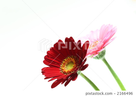Gerbera Gerbera 2166496