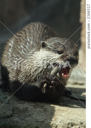 亞洲小爪水獺 鼬鼠 陸地哺乳動物 2166517