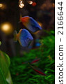 In the aquarium 2 2166644