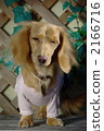 miniature dachshund, animal, animals 2166716